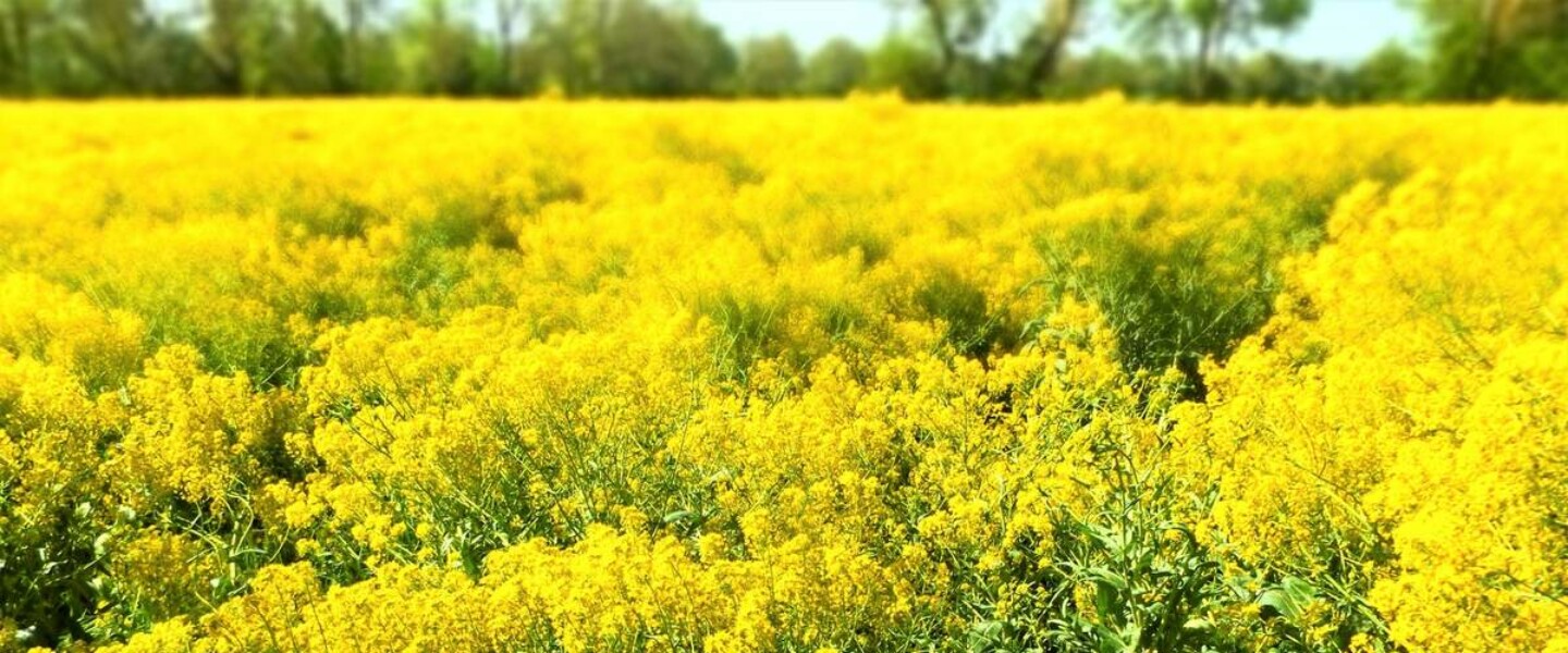2017 - Champ de Pastel Lautrec - Dedans-dehors