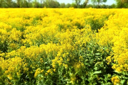 Le Pastel, histoire de l’Or Bleu