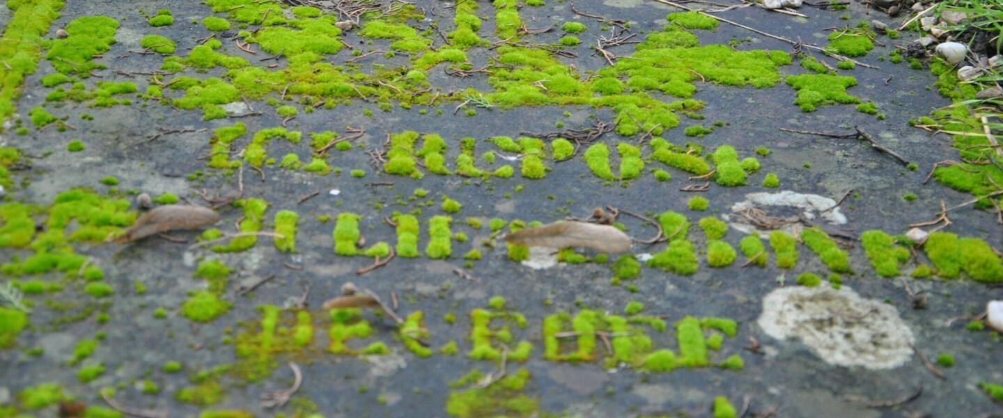 Cimetière d'Albi 5